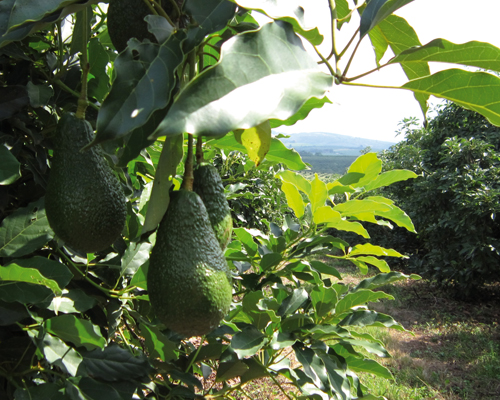 Nachhaltigkeit Avocado