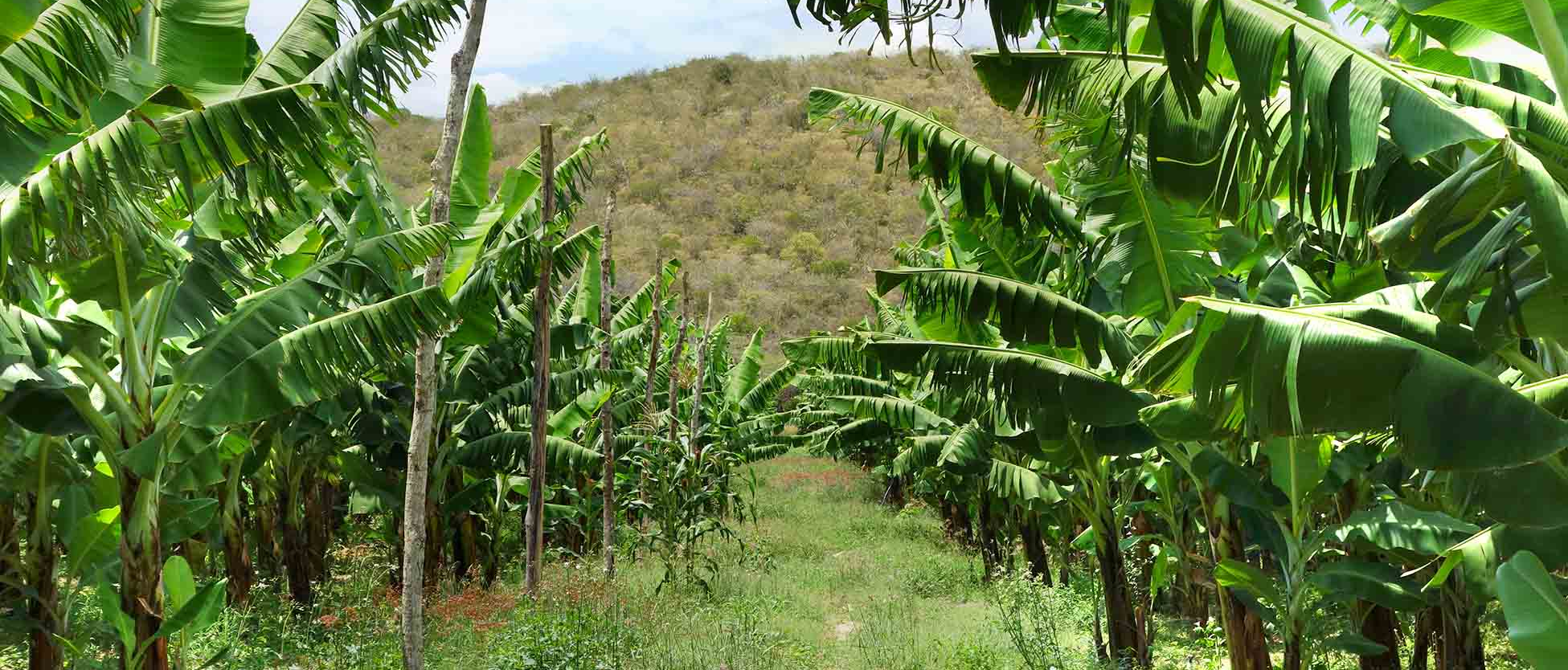 banana plant