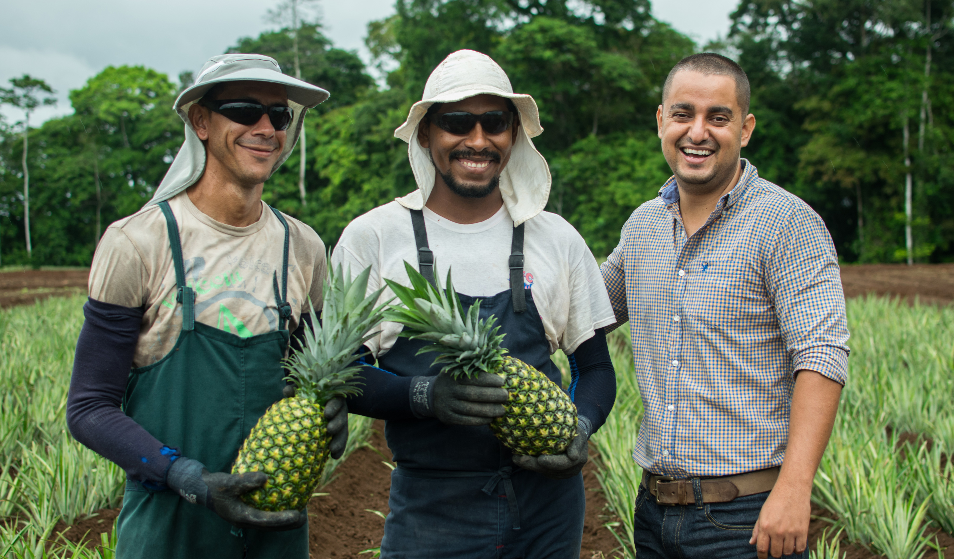 Sourcing connections pineapple